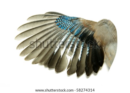 Bird Wings Stock Photos, Images, & Pictures | Shutterstock