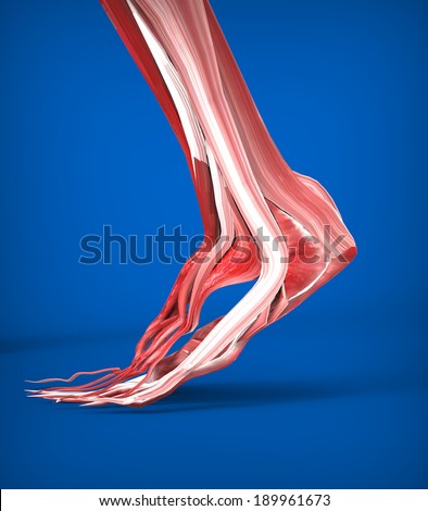 Achilles Tendon Stock Photos, Images, & Pictures | Shutterstock