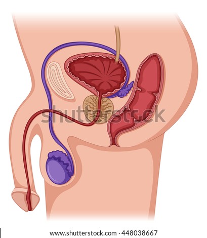 male prostate gland male prostate gland