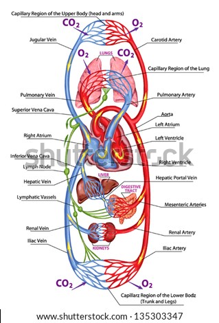 Circulatory System Stock Photos, Images, & Pictures | Shutterstock