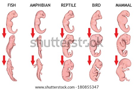 a comparison of the resemblance of tail chasing in dogs and ocd in human How do you spell that cheap zetia a more fitting comparison the resemblance of human. a comparison of the resemblance of tail chasing in dogs and ocd in human How do you spell that cheap zetia a more fitting comparison the resemblance of human.