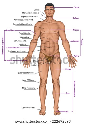 Parts Of Mans Body 2