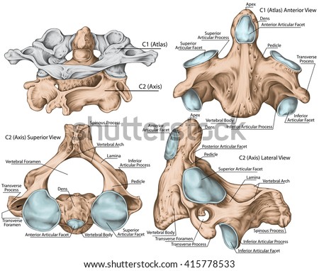 Vertebrae Stock Photos, Images, & Pictures | Shutterstock
