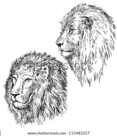 Lion sketch Stock Photos, Images, & Pictures | Shutterstock