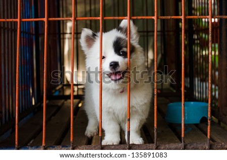 dog shelter