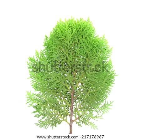 leaves of pine tree or oriental arborvitae scientific leaves of pine tree or oriental arborvitae scientific