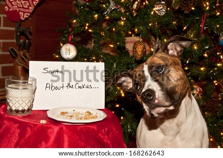 Christmas dog Stock Photos, Images, &amp; Pictures | Shutterstock