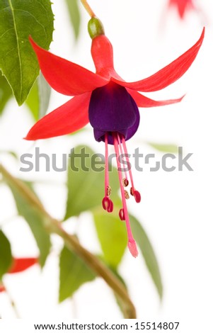 Fuschia Flower Stock Photos, Images, & Pictures | Shutterstock