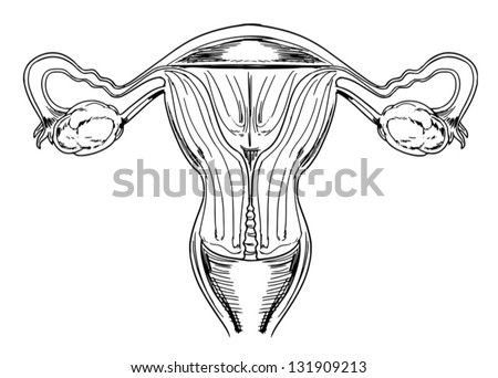 Female Reproductive System Stock Photos, Images, & Pictures | Shutterstock