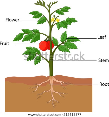 tomato flower diagram pin tomato plant diagram on tomato flower diagram pin tomato plant diagram on