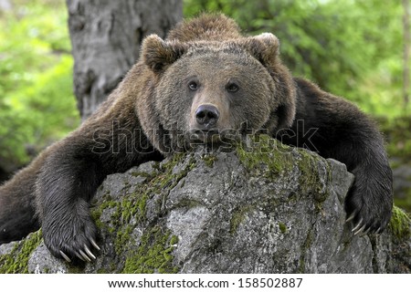 stock-photo-european-brown-baer-15850288