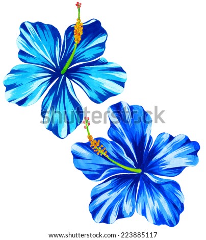 Hibiscus Flower Stock Photos, Images, & Pictures | Shutterstock