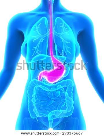 Stomach Anatomy Stock Photos, Images, & Pictures | Shutterstock