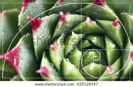 options binaires fibonacci spiral nature
