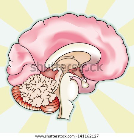 Human Brain Diagram Stock Photos, Images, & Pictures ...