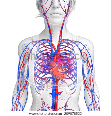 Circulatory System Stock Photos, Images, & Pictures 