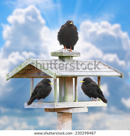 Three hungry birds on a wooden bird table in frosty day. - stock photo