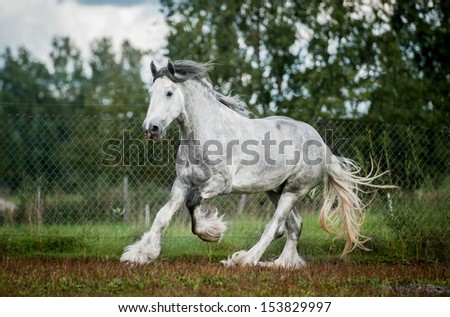 Shire Horse Stock Photos, Images, & Pictures | Shutterstock