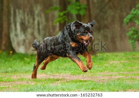 are rottweilers running partners rottweiler running stock photo are rottweilers running partners rottweiler running stock photo
