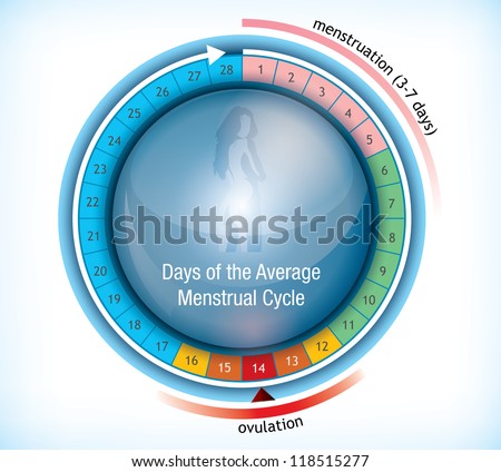 Circular flow chart with shiny center with a female figure showing the average number of days days in a menstrual cycle and the period on menstruation and ovulation - stock vector