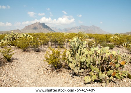 desert landscape, chisos mountains and prickly pear cactus - stock 