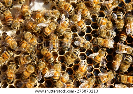 A Group Of Bees 95