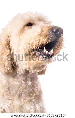 Goldendoodle Stock P