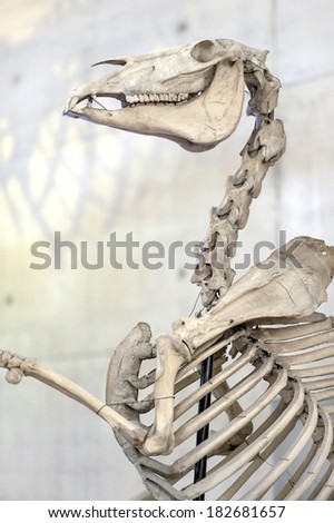 Horse Teeth Stock Photos, Images, & Pictures | Shutterstock