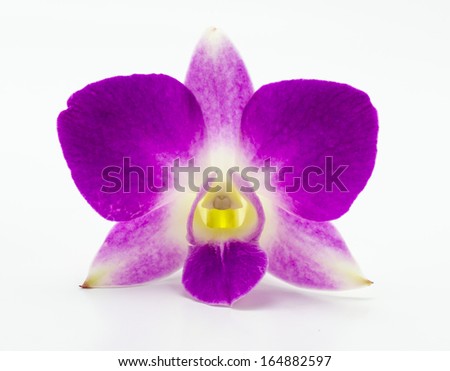 Orchid on white background - stock photo