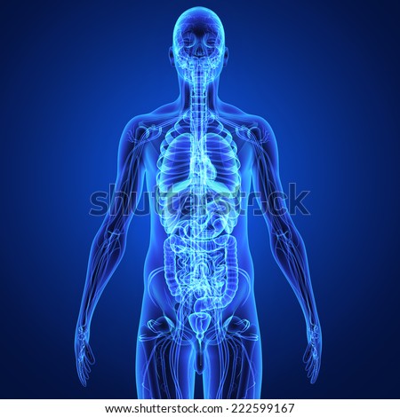 Human Body System Stock Photos, Images, & Pictures | Shutterstock