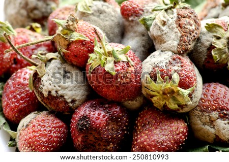 stock-photo-high-resolution-image-of-rotten-strawberries-250810993.jpg