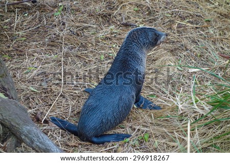 Semi aquatic animal Stock Photos, Images, & Pictures | Shutterstock