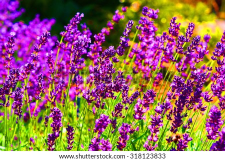 [Obrazek: stock-photo-field-of-lavender-in-the-sun...123833.jpg]