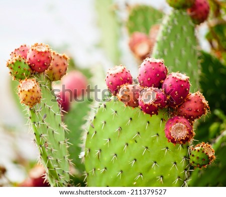 Prickly pear cactus close up with fruit in red color, cactus spines. - stock photo