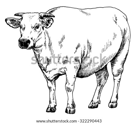 Ox Stock Photos, Images, & Pictures | Shutterstock