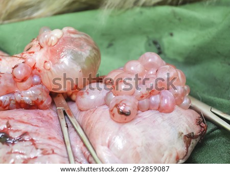 stock-photo-cystic-ovary-in-dog-29285908