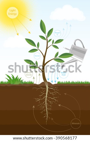 Photosynthesis Stock Photos, Images, & Pictures | Shutterstock