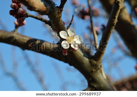 Flower Bud Stock Photos, Images, & Pictures | Shutterstock