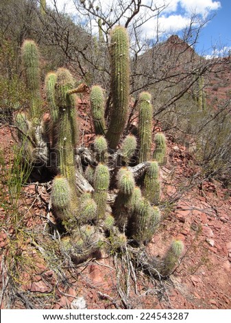 cleistocactus cactus hairy shutterstock