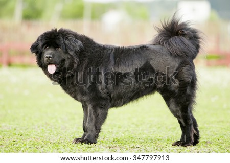 stock-photo-black-tibetan-mastiff-347797