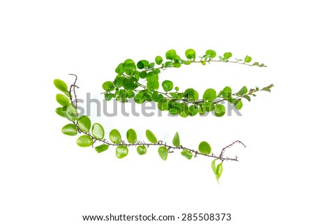 Ivy Vine Stock Photos, Images, & Pictures | Shutterstock