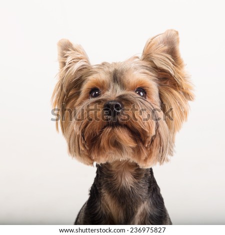 York terrier dog breed. Cute little yorkshire terrier ...