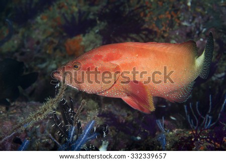 about grouper dating Once upon a time, i made an okcupid profile which i deleted 60 seconds after making it earlier this year, i also went on a grouper – if that even counts as online dating if you’re unfamiliar with it, a grouper is when you and two of your friends are set up with three other people on a “date . about grouper dating Once upon a time, i made an okcupid profile which i deleted 60 seconds after making it earlier this year, i also went on a grouper – if that even counts as online dating if you’re unfamiliar with it, a grouper is when you and two of your friends are set up with three other people on a “date .