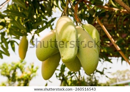 Mango Tree Stock Photos, Images, & Pictures | Shutterstock