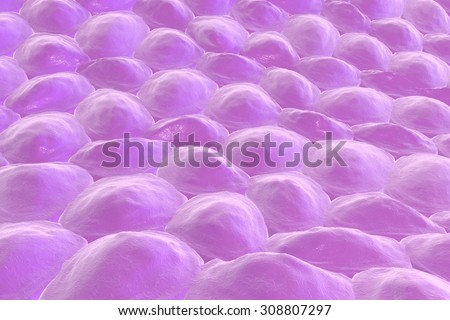 human skin cells stock photos human skin cells stock images alamy histology skin stock photos images pictures human skin cells stock photos human skin cells stock images alamy histology skin stock photos images pictures
