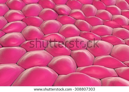 human skin cells stock photos human skin cells stock images alamy histology skin stock photos images pictures human skin cells stock photos human skin cells stock images alamy histology skin stock photos images pictures