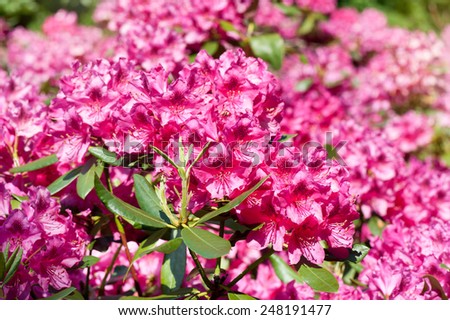 deciduous shrubs stock photos images pictures shutterstock deciduous shrubs stock photos images pictures shutterstock