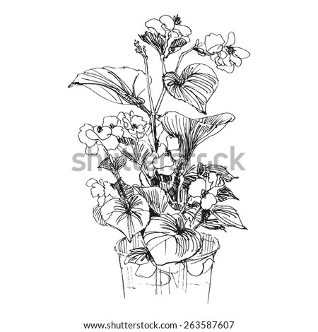 Image Result For House Plant With Pink Flowers Image Result For House Plant With Pink Flowers
