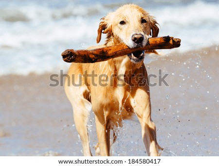Happy Young Golden Retriever. Adorable Dog Running on the Beach Happy Young Golden Retriever. Adorable Dog Running on the Beach