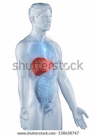 Human Liver Stock Photos, Images, & Pictures | Shutterstock
